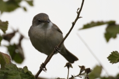 Male Whitethroat Front View on Branch