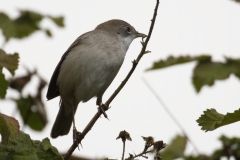 Male Whitethroat Side View on Branch