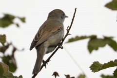 Male Whitethroat Back View on Branch