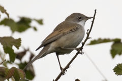 Male Whitethroat Side View on Branch