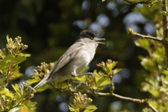 Male Blackcap Side View on Branch