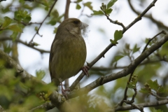 Greenfinch Side View on Branch with Nesting Materiel