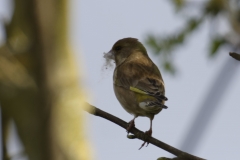 Greenfinch Back View on Branch with Nesting Materiel