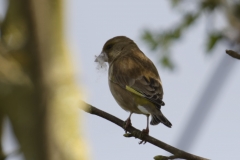 Greenfinch Back View on Branch with Nesting Materiel