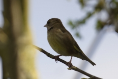 Greenfinch Side View on Branch