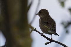 Greenfinch Back View on Branch