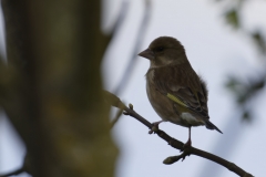 Greenfinch Back View on Branch