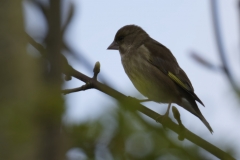 Greenfinch Side View on Branch