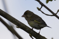 Greenfinch Side View on Branch