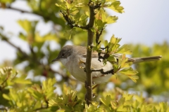 Male Whitethroat Side View on Branch