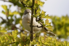 Male Whitethroat Front View on Branch