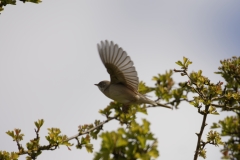 Male Whitethroat Side View in Flight