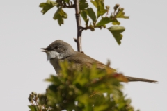 Male Whitethroat Side View on Branch