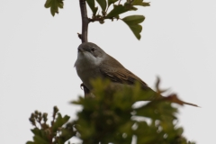 Male Whitethroat Side View on Branch