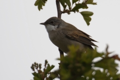 Male Whitethroat Side View on Branch