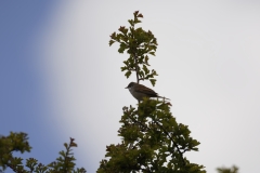 Male Whitethroat Side View on Branch