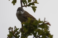 Male Whitethroat Front View on Branch