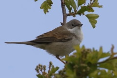 Male Whitethroat Side View on Branch