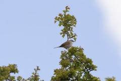 Male Whitethroat Side View on Branch