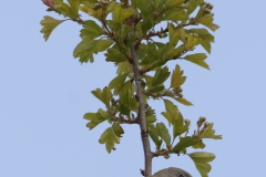 Male Whitethroat Side View on Branch