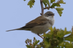 Male Whitethroat Side View on Branch