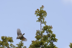 Male Whitethroat in Flight