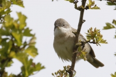 Male Whitethroat Front View on Branch