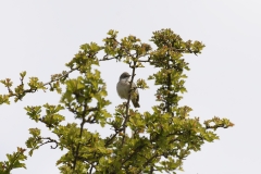 Male Whitethroat Front View on Branch