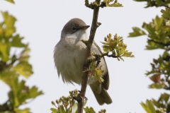 Male Whitethroat Front View on Branch