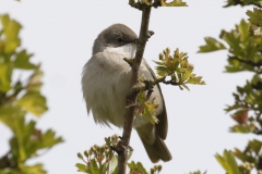 Male Whitethroat Front View on Branch