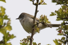 Male Whitethroat Side View on Branch