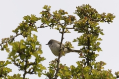 Male Whitethroat Side View on Branch