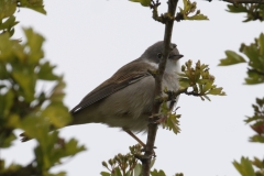 Male Whitethroat Side View on Branch