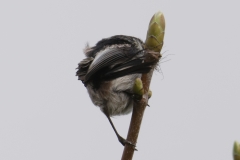 Long-tailed Tit Back View Rubbing Head on Bud