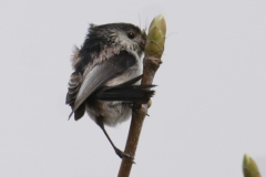 Long-tailed Tit Back View Rubbing Head on Bud