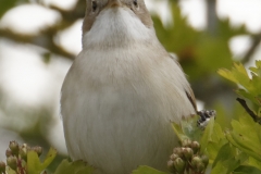 Female Whitethroat Front View on Branch