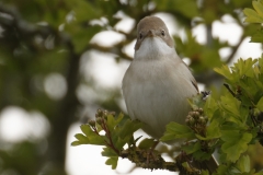 Female Whitethroat Front View on Branch