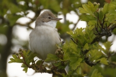 Female Whitethroat Front View on Branch