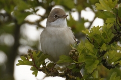 Female Whitethroat Front View on Branch