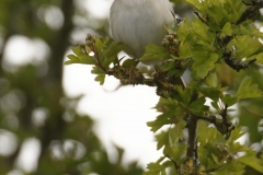 Female Whitethroat Front View on Branch