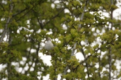 Female Whitethroat Front View on Branch