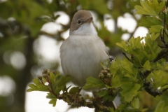 Female Whitethroat Front View on Branch