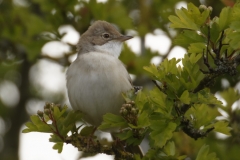 Female Whitethroat Front View on Branch