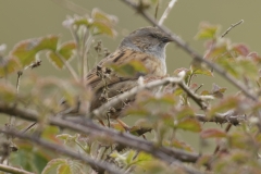 Dunnock Side View on Branch