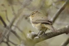 Chiffchaff Back View on Branch