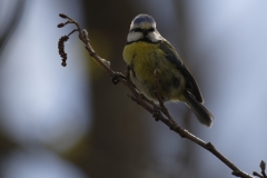 Blue Tit Front View on Branch