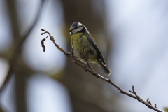 Blue Tit Side View on Branch