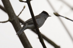 Male Blackcap Side View on Branch