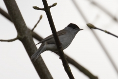 Male Blackcap Side View on Branch