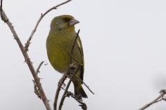 Greenfinch Front View on Branch